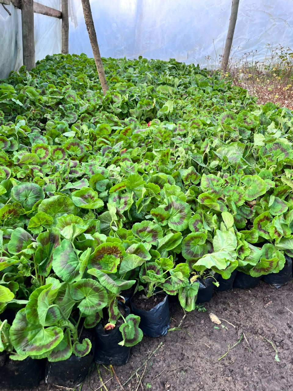 Vivero Maitenes